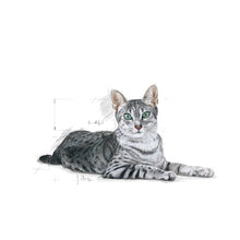 Load image into Gallery viewer, ROYAL CANIN Indoor 7+