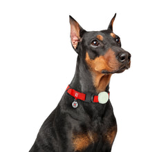 Load image into Gallery viewer, WAUDOG SILICONE AIRTAG CASE FOR PET COLLARS AND HARNESSES,GLOW IN THE DARK,W 15-40MM