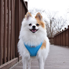 Load image into Gallery viewer, SALE PUPPIA DOTTY HARNESS A including FREE Matching Lead
