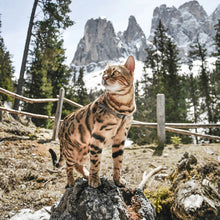 Load image into Gallery viewer, FERPLAST EASY P NYLON DOG OR CAT HARNESS