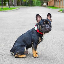 Load image into Gallery viewer, WAUDOG SILICONE AIRTAG CASE FOR PET COLLARS AND HARNESSES,GLOW IN THE DARK,W 15-40MM