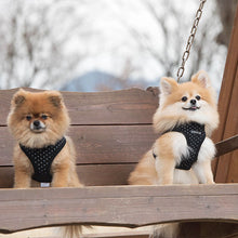 Load image into Gallery viewer, SALE PUPPIA DOTTY HARNESS A including FREE Matching Lead