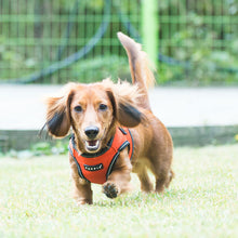 Load image into Gallery viewer, PUPPIA TREK HARNESS B