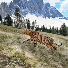 Load image into Gallery viewer, FERPLAST EASY P NYLON DOG OR CAT HARNESS