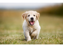 Load image into Gallery viewer, RAW PALEO PUPPY MINI TURKEY