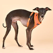 Load image into Gallery viewer, SALE PUPPIA BONNIE HARNESS A