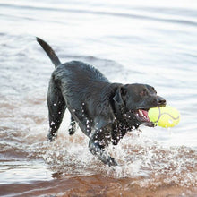 Load image into Gallery viewer, KONG AIRDOG SQUEAKER FOOTBALL
