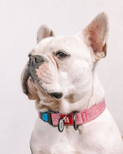 Load image into Gallery viewer, WAUDOG Eco-Friendly Re-Cotton Collar For Dogs