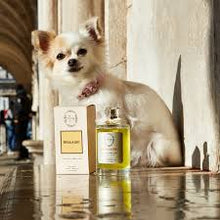 Load image into Gallery viewer, Nina Venezia® Perfume for dogs and cats - BELLAGIO (scent of milk and vanilla) - 100 ml