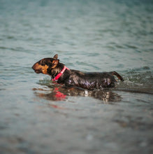 Load image into Gallery viewer, WAUDOG Ultra-Modern Waterproof Dog Collar With Plastic Buckle