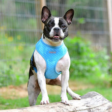 Load image into Gallery viewer, SALE PUPPIA DOTTY HARNESS A including FREE Matching Lead