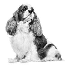 Load image into Gallery viewer, ROYAL CANIN Cavalier King Charles Adult Dry Dog Food 1.5KG