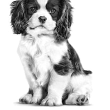 Load image into Gallery viewer, ROYAL CANIN Cavalier King Charles Puppy Dry Dog Food 1.5KG