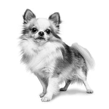 Load image into Gallery viewer, ROYAL CANIN Chihuahua Adult Dry Dog Food