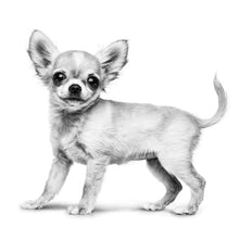 Load image into Gallery viewer, ROYAL CANIN Chihuahua Puppy Dry Dog Food 1.5KG