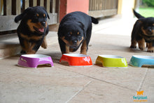 Load image into Gallery viewer, FERPLAST GLAM BOWL