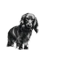 Load image into Gallery viewer, ROYAL CANIN Dachshund Adult Dry Dog Food 1.5KG