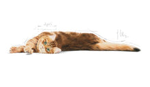 Load image into Gallery viewer, ROYAL CANIN Digestive care