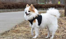 Load image into Gallery viewer, SALE PUPPIA DOTTY HARNESS B including FREE Matching Lead