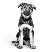 Load image into Gallery viewer, ROYAL CANIN Large Maxi Puppy Dry Dog Food