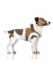 Load image into Gallery viewer, Milk & Pepper Declan Camel Harness