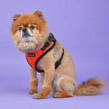Load image into Gallery viewer, PUPPIA RITEFIT® HARNESS