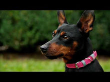 Load and play video in Gallery viewer, WAUDOG  Classic Leather Dog Collar 12mm/15mm/20mm/25mm/35mm