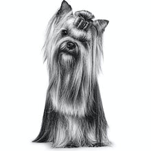 Load image into Gallery viewer, ROYAL CANIN Yorkshire Terrier Adult Dry Dog Food 1.5KG/3KG
