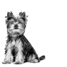 Load image into Gallery viewer, ROYAL CANIN Yorkshire Terrier Puppy Dry Dog Food