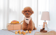 Load image into Gallery viewer, PUPPIA FLOWER PATTERN HARNESS with matching lead