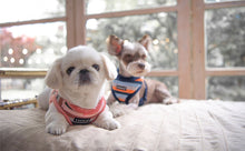 Load image into Gallery viewer, PUPPIA STRIPED SOFT HARNESS and MATCHING LEAD