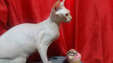 Load image into Gallery viewer, Wendy's Frosted Birthday Cupcakes for Cats