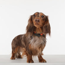 Load image into Gallery viewer, TICKLESS Mini Dog - The new generation of chemical-free ultrasonic tick and flea repellent