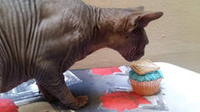 Load image into Gallery viewer, Wendy's Frosted Birthday Cupcakes for Cats