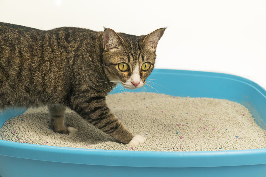 Cat Litter – Petlove.com.mt