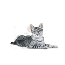 Load image into Gallery viewer, ROYAL CANIN Indoor 7+
