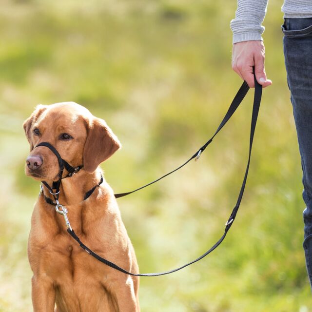 TRIXIE Top Trainer Training Harness