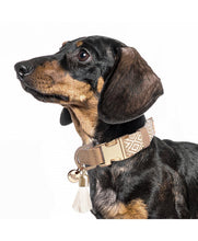 Load image into Gallery viewer, Milk and Pepper Oroko Collar to match Kofi harness
