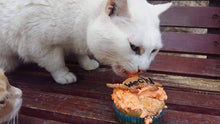 Load image into Gallery viewer, Wendy&#39;s Frosted Birthday Cupcakes for Cats
