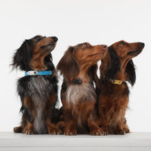 Load image into Gallery viewer, TICKLESS Mini Dog - The new generation of chemical-free ultrasonic tick and flea repellent
